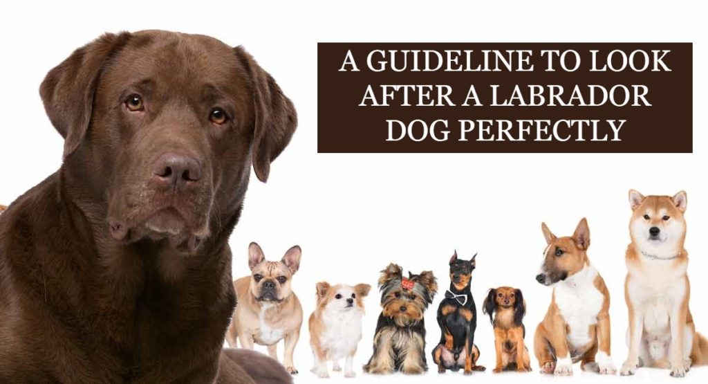 How To Take Care Of A Labrador Dog