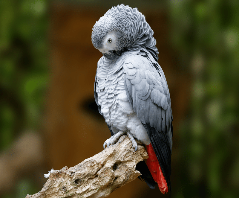 An African grey parrot sitting on a tree branch