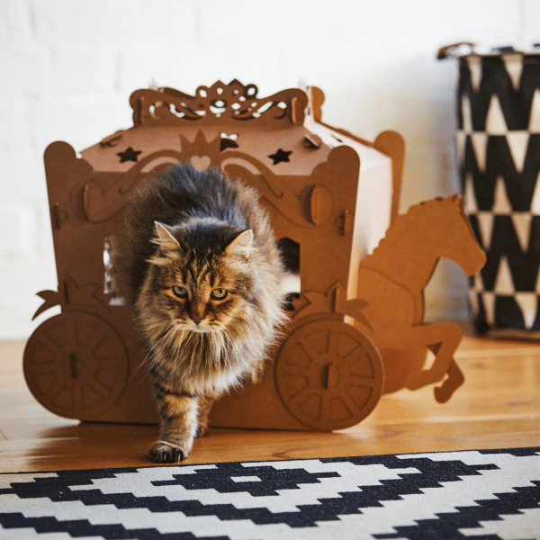 The fluffy cat play in a cardboard carriage.