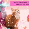 How To Celebrate The Birthday Of Your Cat