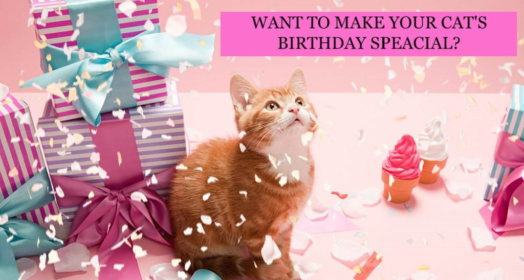 How To Celebrate The Birthday Of Your Cat