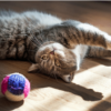 5 Things to Keep in Mind While Playing With Your Cat