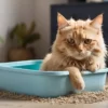 Cat Litter Box Alternatives